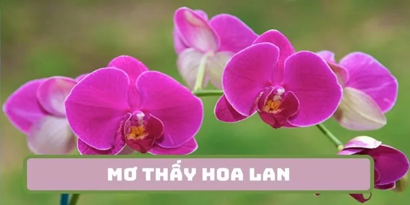 Điềm báo ẩn sau giấc mơ thấy hoa phong lan