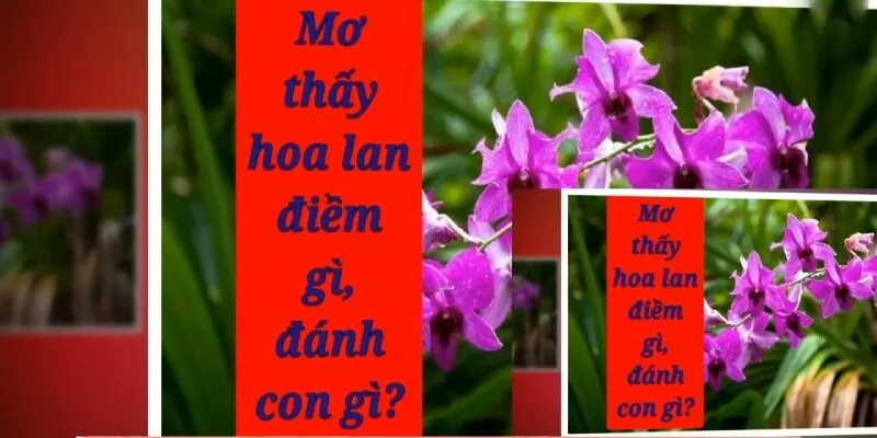 Giải đáp mơ thấy hoa phong lan đánh số gì tăng tỷ lệ trúng thưởng?