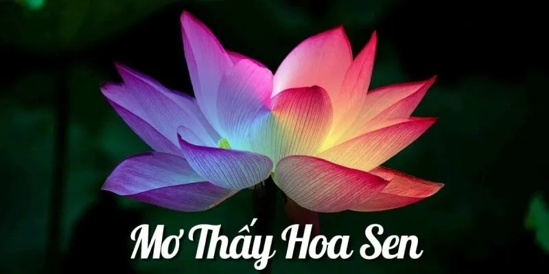 Sáng tỏ mơ thấy hoa sen là điềm tốt hay xấu?